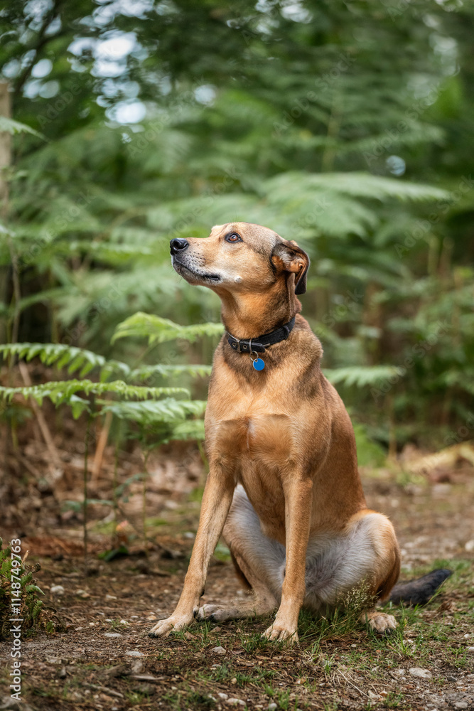 Romanian Street Rescue dog in the UK in the summer Romanian Street Rescue dog in the UK in the summer