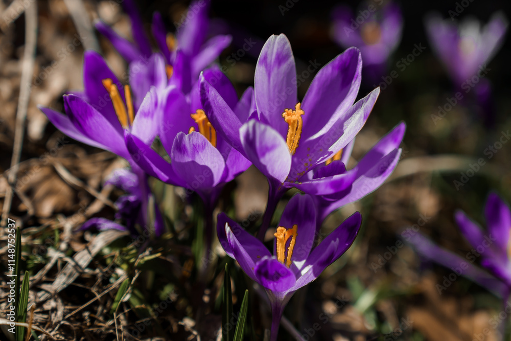 Vibrant Purple Crocuses Blooming in Spring Sunshine Vibrant Purple Crocuses Blooming in Spring Sunshine