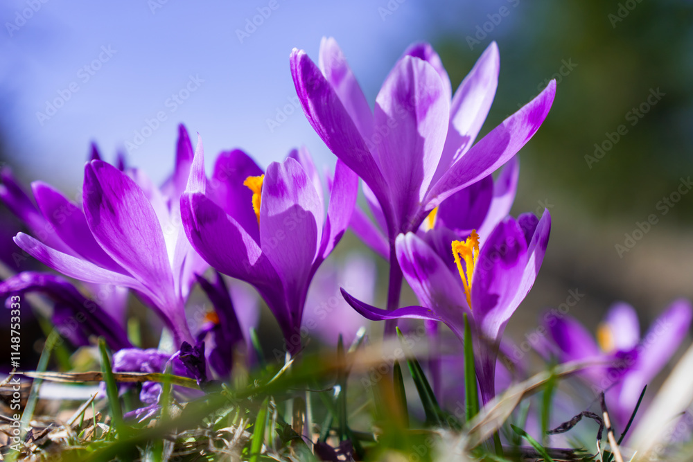 Vibrant Purple Crocuses Blooming in Springtime Sunshine Vibrant Purple Crocuses Blooming in Springtime Sunshine