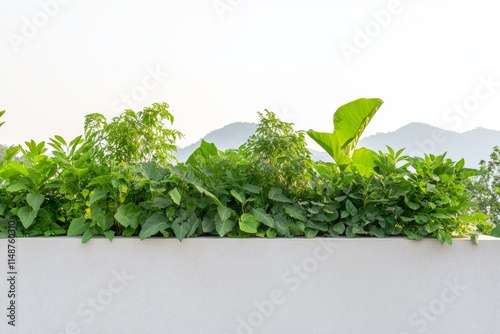 Vibrant Urban Rooftop Garden Against Mountainous Backdrop A Modern Sustainable Living Aesthetic photo