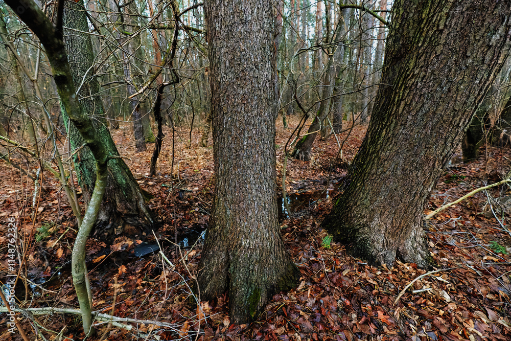 old tree in the forest old tree in the forest