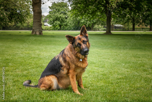 German Shepherd Dog on Windsor Long Walk photo