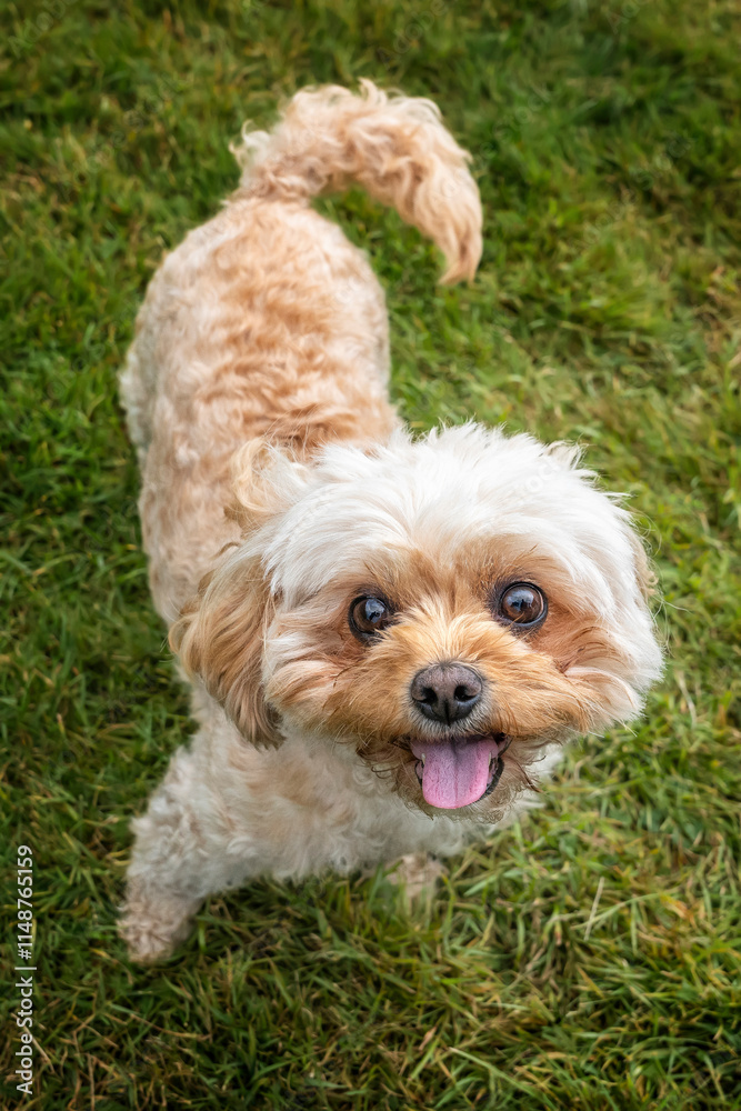 Cavachon on Ascot Racecourse in Berkshire looking up very cute Cavachon on Ascot Racecourse in Berkshire looking up very cute