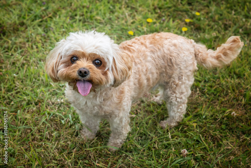 Fotografie Cavachon on Ascot Racecourse in Berkshire