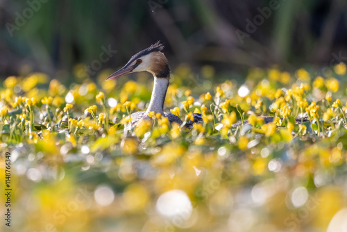 Haubentaucher schwimmt in einem Teich mit blühenden Wasserpflanzen - aufgenommen aus dem floating hide photo