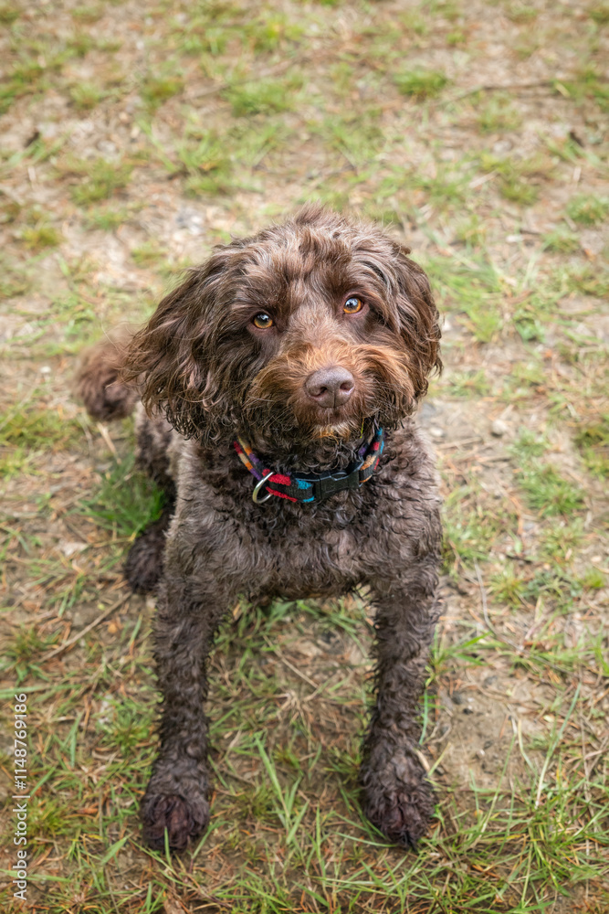 Brown cockapoo in the Windsor forest Brown cockapoo in the Windsor forest
