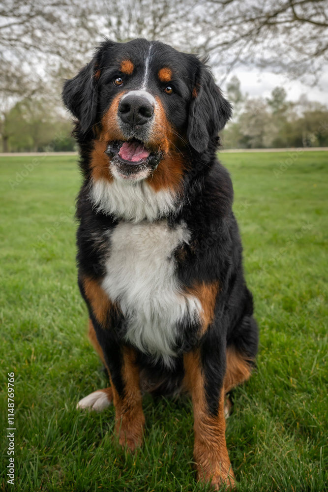 Bernese Mountain Dog on Windsor Long Walk looking happy at the camera Bernese Mountain Dog on Windsor Long Walk looking happy at the camera