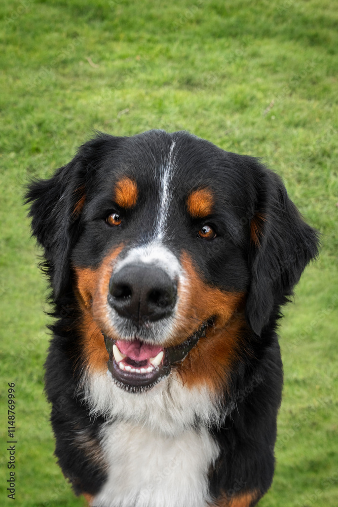 Bernese Mountain Dog on Windsor Long Walk looking happy at the camera Bernese Mountain Dog on Windsor Long Walk looking happy at the camera