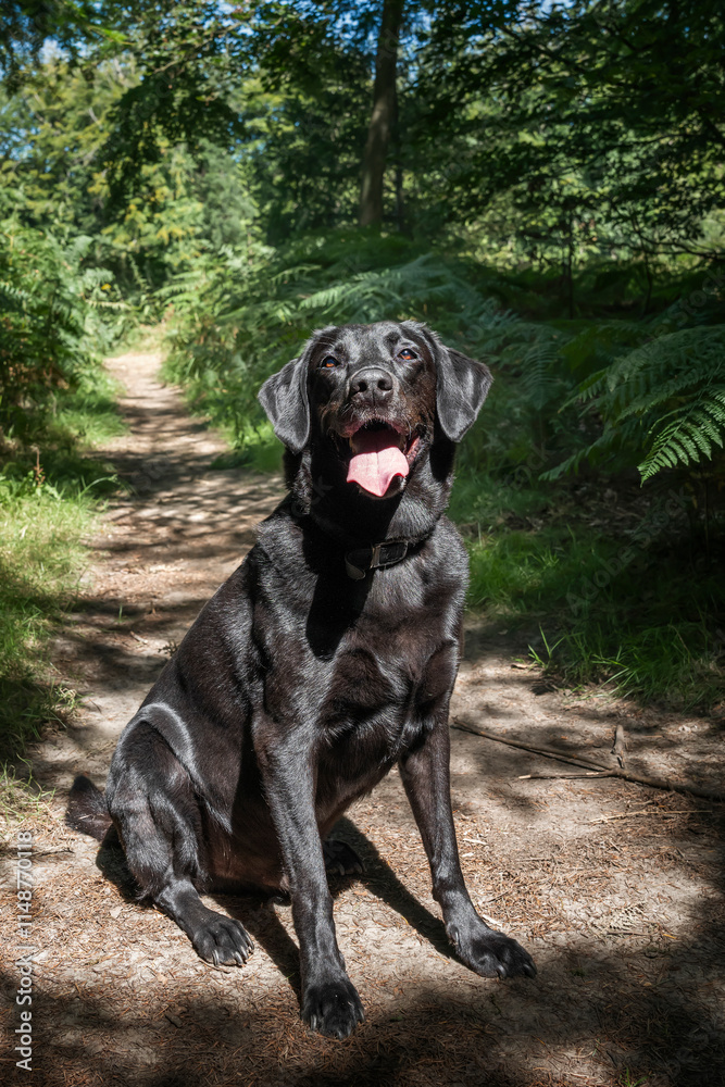 Black Labrador in Windsor forest Great Park Black Labrador in Windsor forest Great Park