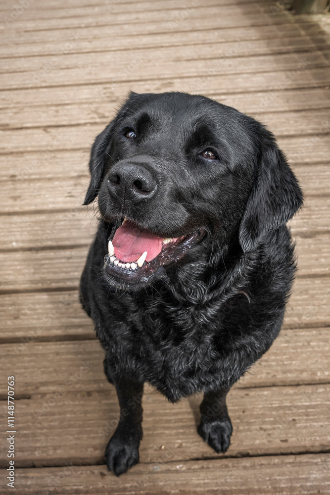 Black Labrador Retriever at Virginia Water Black Labrador Retriever at Virginia Water