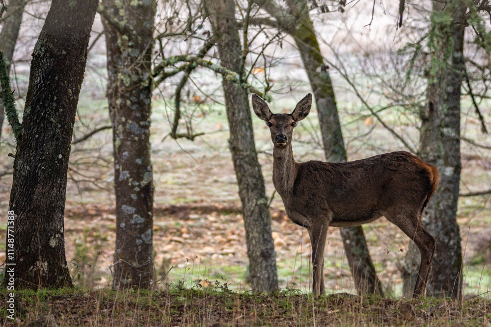 Cervus elaphus Cervus elaphus