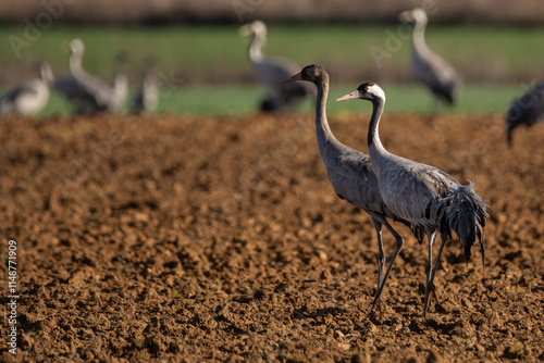 Valokuva Grus grus