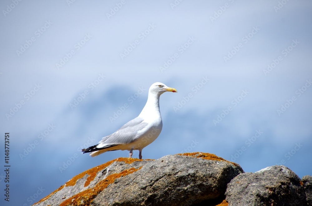 Seagull on the Brehat island in Brittany in France, Europe Seagull on the Brehat island in Brittany in France, Europe