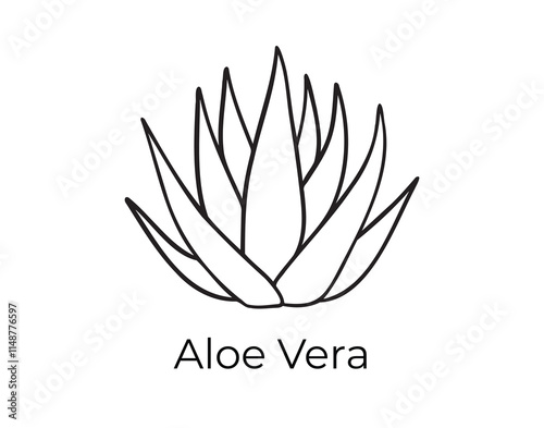 aloe vera plant leaves doodle hand drawn icon. Outline drawing aloe vera plant leaves organic natural cosmetic ingredient line clipart symbol 