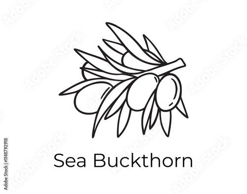 sea buckthorn doodle hand drawn icon. Outline drawing organic natural cosmetic ingredient sea buckthorn line clipart symbol 