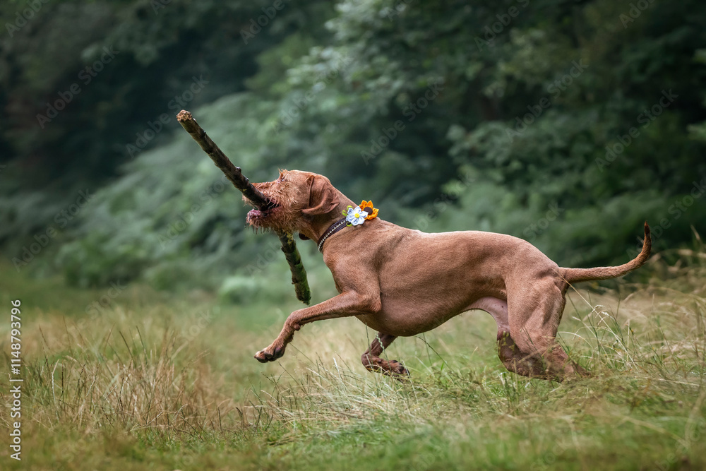 Wired hair Vizsla dog at Virginia Water with a very large stick having fun Wired hair Vizsla dog at Virginia Water with a very large stick having fun