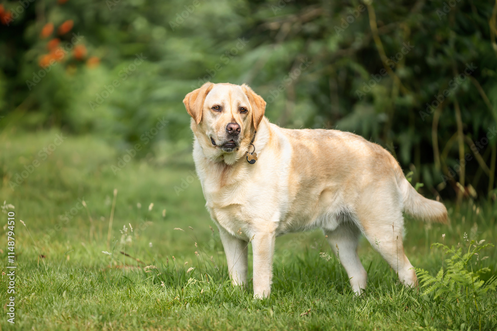 Yellow Labrador having fun at Ascot Heath in the summer Yellow Labrador having fun at Ascot Heath in the summer