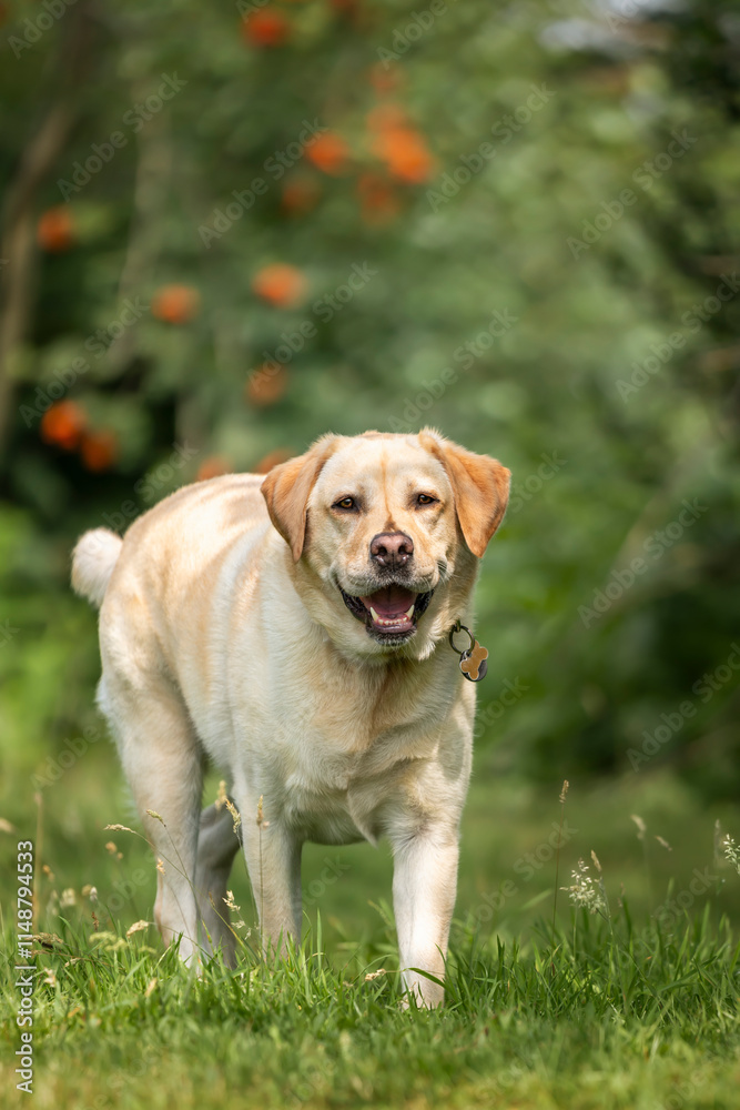 Yellow Labrador having fun at Ascot Heath in the summer Yellow Labrador having fun at Ascot Heath in the summer
