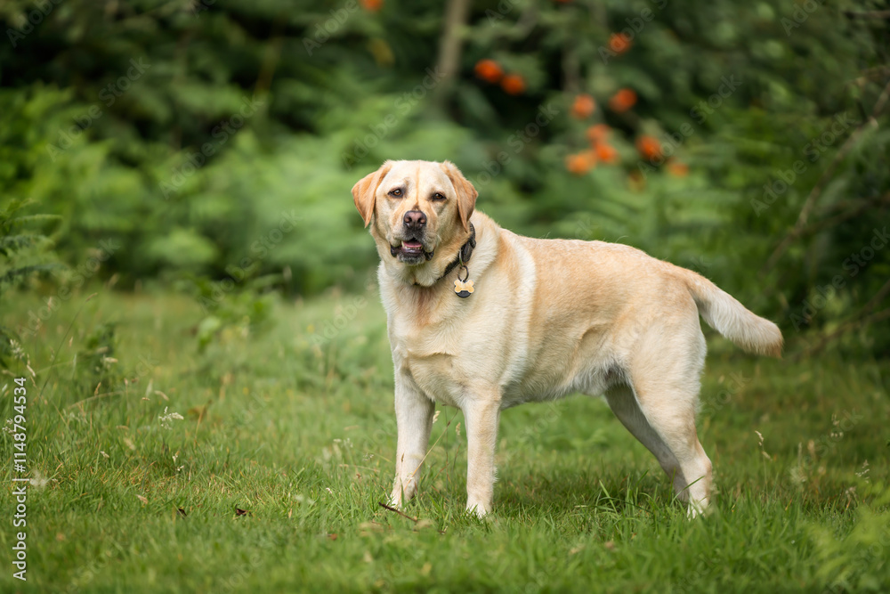 Yellow Labrador having fun at Ascot Heath in the summer Yellow Labrador having fun at Ascot Heath in the summer