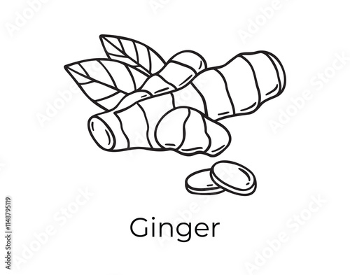 ginger or ginger root doodle hand drawn icon. Outline drawing organic natural cosmetic ingredient ginger root line clipart symbol 