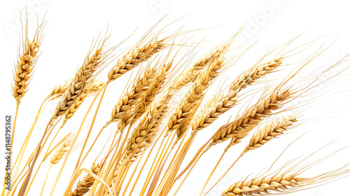 Golden Wheat Stalks Isolated on White Background