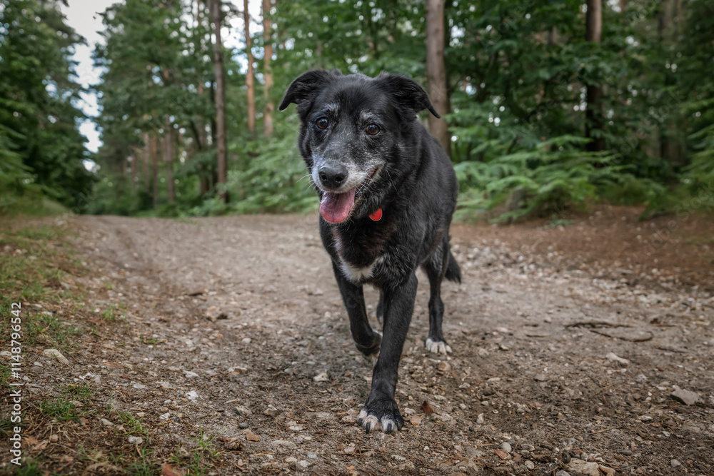 Senior Collie Cross Rescue dog in the summer Senior Collie Cross Rescue dog in the summer