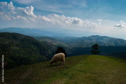 Sheep Grazing Happily on a Picturesque Mountain with Scenic Natural Views