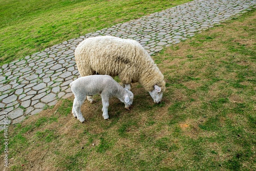 Mother Sheep and Lamb Enjoying Fresh Grass on a Scenic Mountain with Natural Views