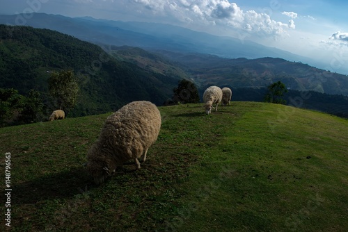 Sheep Grazing in Harmony on Mountain Pasture with Scenic Natural Views