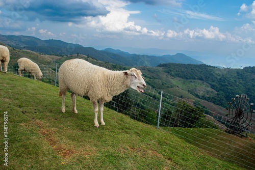 Vocal Sheep on a Scenic Mountain with Breathtaking Natural Views