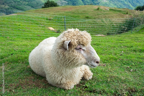 Resting Sheep on Lush Grass Admiring Mountain Landscape and Serene Nature
