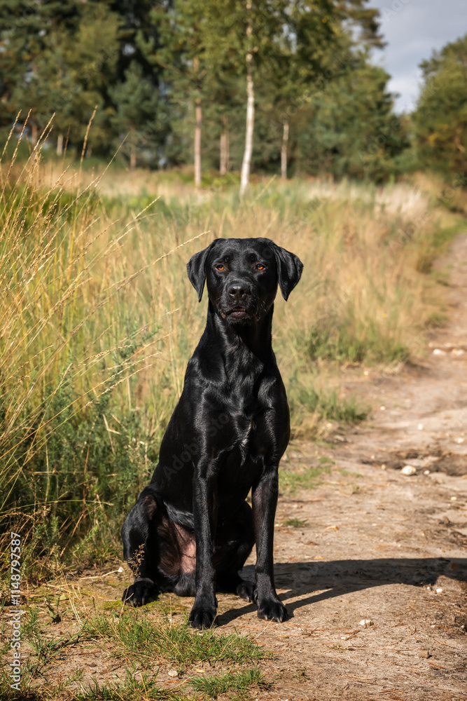 Black Labrador dog in the fields and forest in the summer Black Labrador dog in the fields and forest in the summer