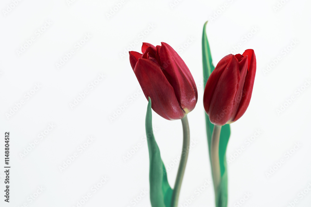 Naklejka premium Piękne czerwone tulipany na białym tle, plik png, wiosenne tło.