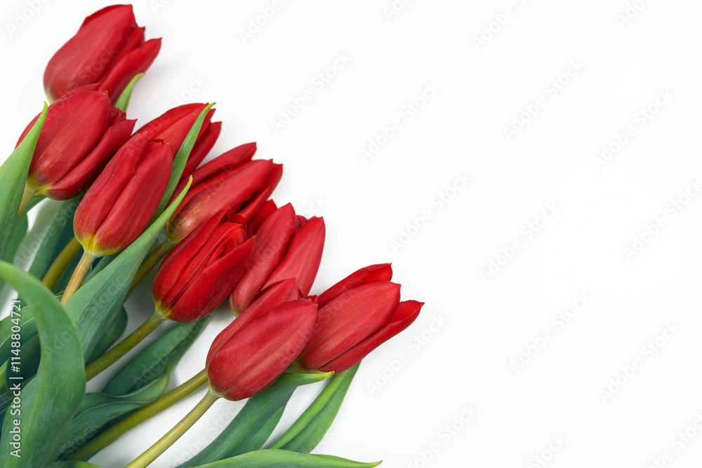Naklejka premium Piękne czerwone tulipany na białym tle, plik png, wiosenne tło.