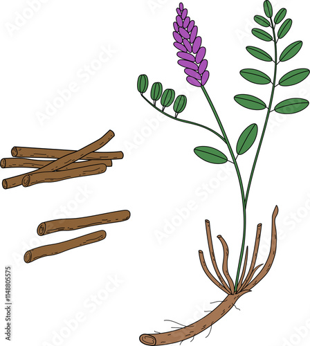 Vector coloured illustration of Licorice herbaceous plant and dry roots. Hand drawn botanical illustration of medical aromatic sticks and a branch Glycyrrhiza echinata. Design element for logo, sign