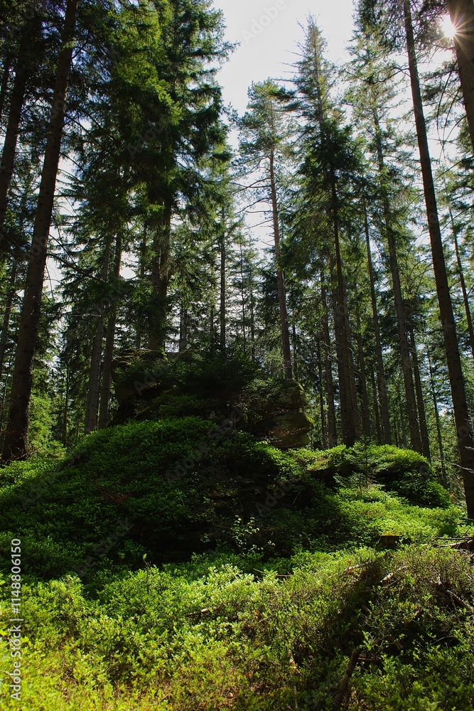 Fototapeta premium Rock formations in the Karkonosze mountains, Szklarska Poręba, sunny day with dry leaves underfoot.