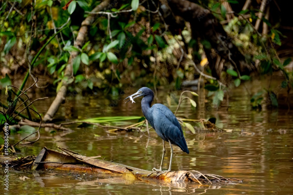 Fototapeta premium Blue Egret eating a small fish