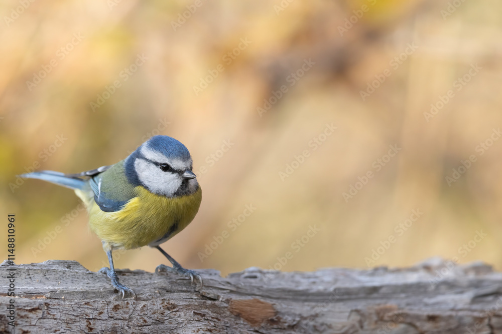 Obraz premium The Eurasian blue tit (Cyanistes caeruleus) is a small passerine bird in the tit family.