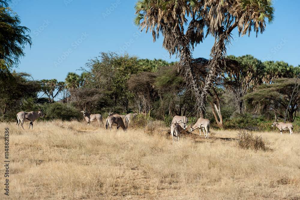 Fototapeta premium Oryxantelope in the savannah