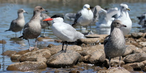 Caspian Tern with Gulls photo