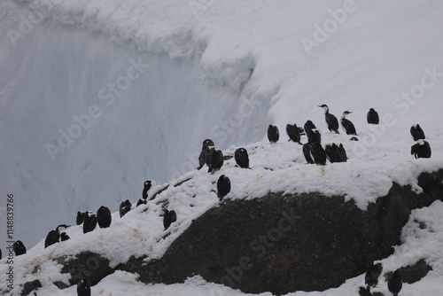 Colonie de Cormorans aux yeux bleu - Antarctique photo