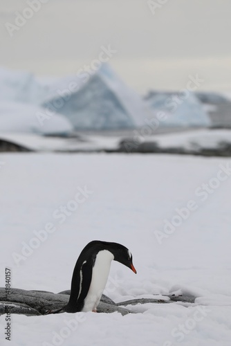 Manchot papou - Antarctique  photo