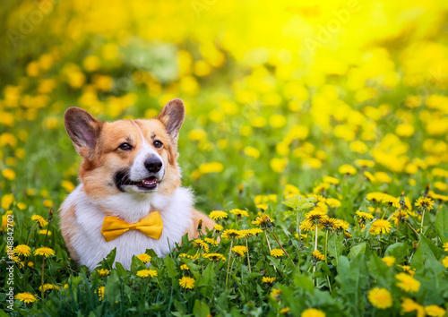 cute corgi dog in yellow bow tie sitting and smiling on flowering lawn among ...