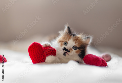kitten