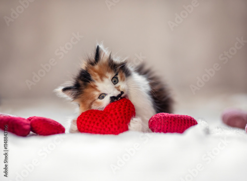 portrait of cute fluffy kitten lying on floor and playing and nibbling with k...