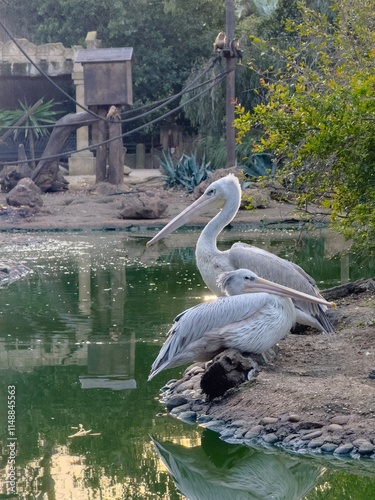 great white pelicans