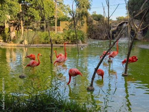 flamingo in the water