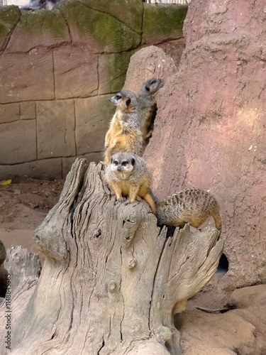 iguana on a rock