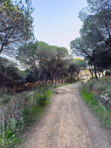 path in the woods
