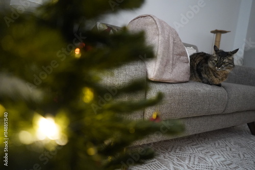 A cute cat standing next to a Christmas tree at home........